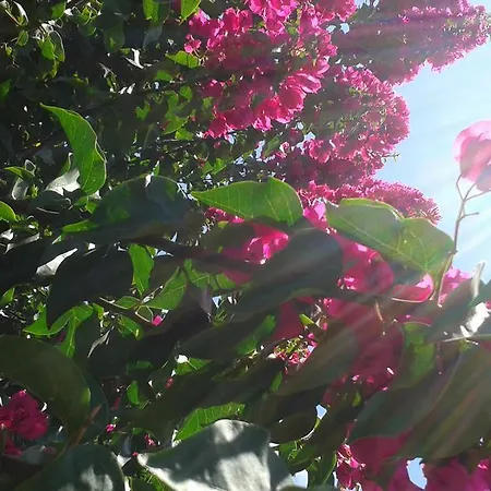 Helidonia Διαμέρισμα