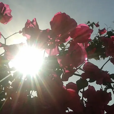 Διαμέρισμα Helidonia *